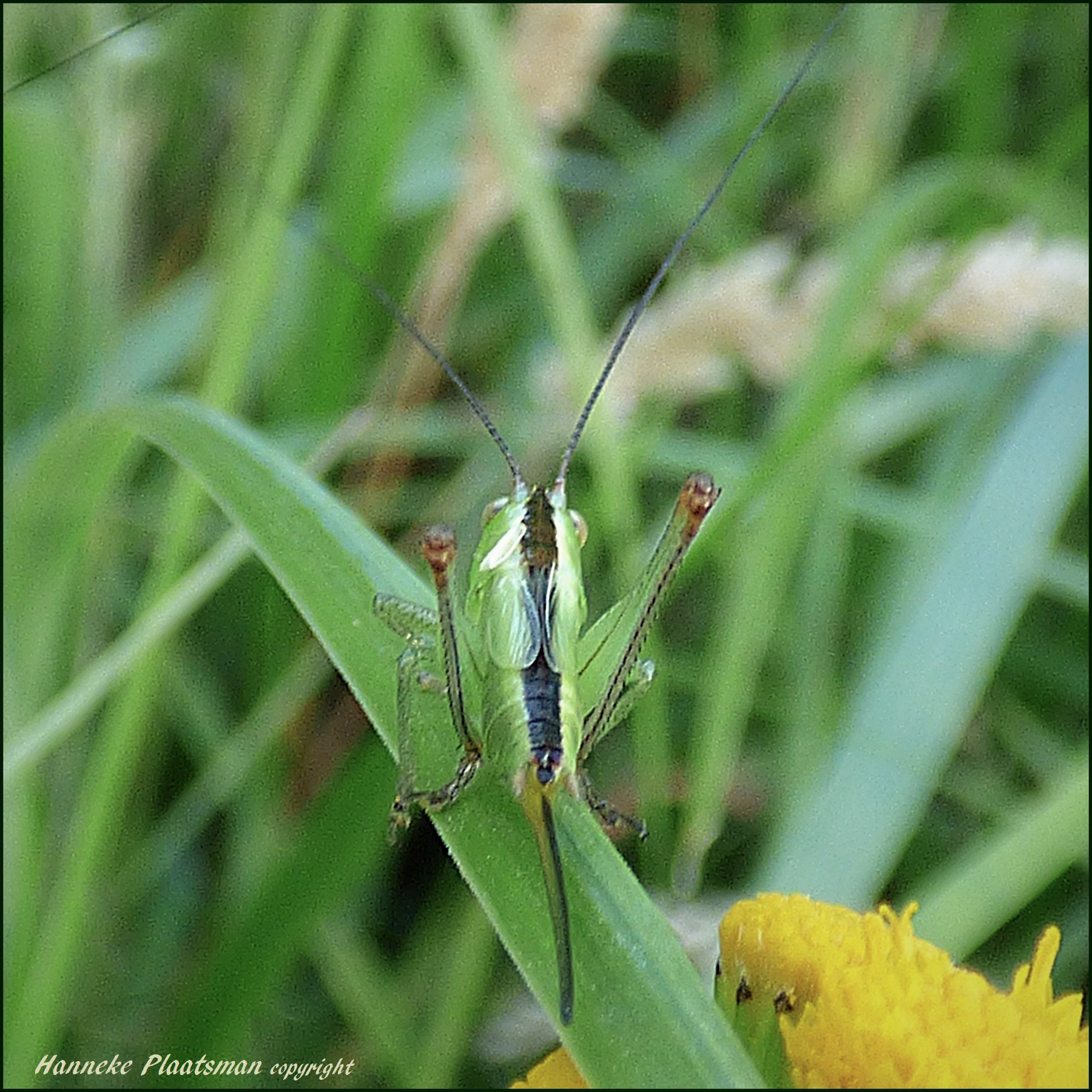 Klein sprinkhaantje 2 1